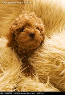 卷毛狗,毛茸茸的可爱与温馨陪伴