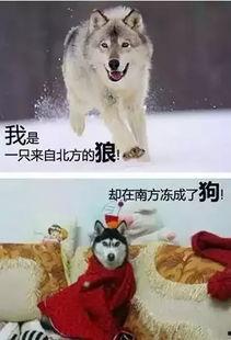 东北不冷,揭秘东北冬季温暖之谜