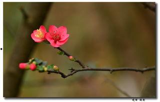海棠朵朵开